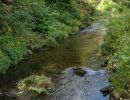 Newland Bottom beck