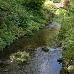 Newland Bottom beck