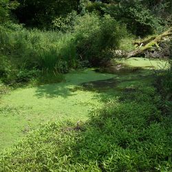 Newland Bottom mill pond